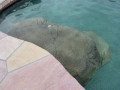 Custom pool with baja steps and beach entry in Gilbert, AZ — True Blue Pools